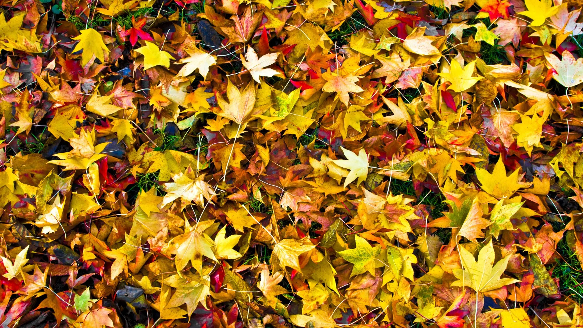 Leaf Pick-Up Schedule Released for the City of Niagara Falls