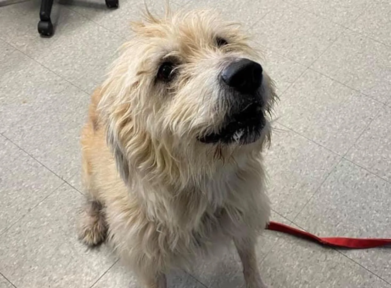 Meet Madeline! 5-Year-Old Labrador Poodle Mix at Niagara County SPCA Looking for Furever Home