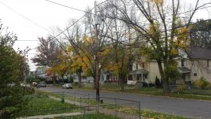 ash-trees