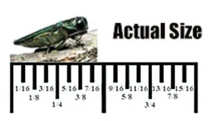 actual-size