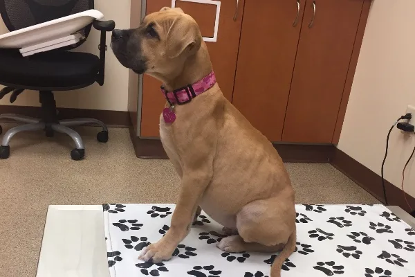Debilitated Dog needs Helping Hand