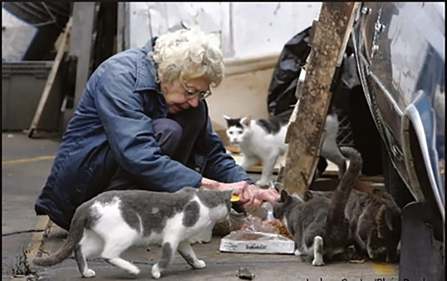 Grandinetti Targeted By Cat Lovers Online For Proposed Anti-Cat Legislation