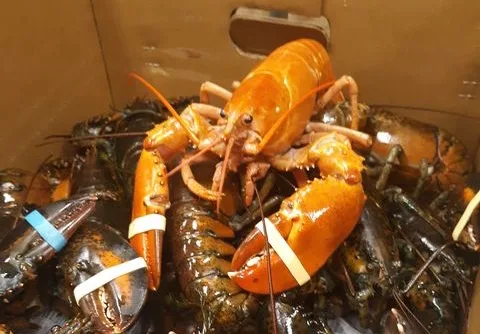 Aquarium of Niagara to Adopt Uncommon Lobster Found in Seafood Shipment at Tops Markets