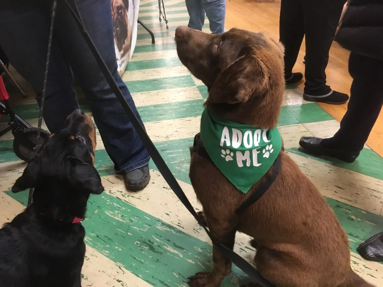 Animal Rescue Groups Get a Boost from North Tonawanda Fundraiser
