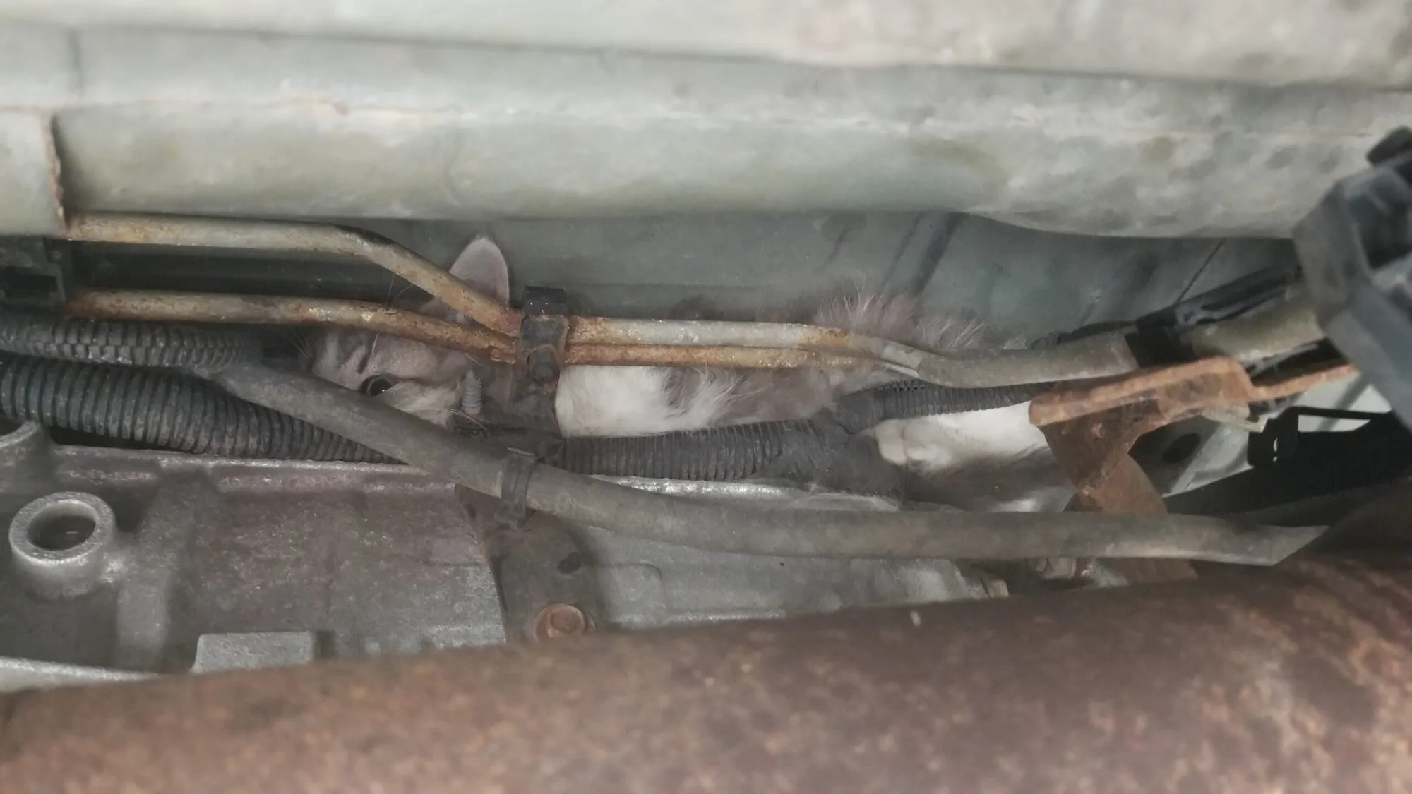 THE ACTION: Cat Freed After Becoming Wedged Under Vehicle