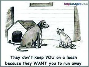 cats2