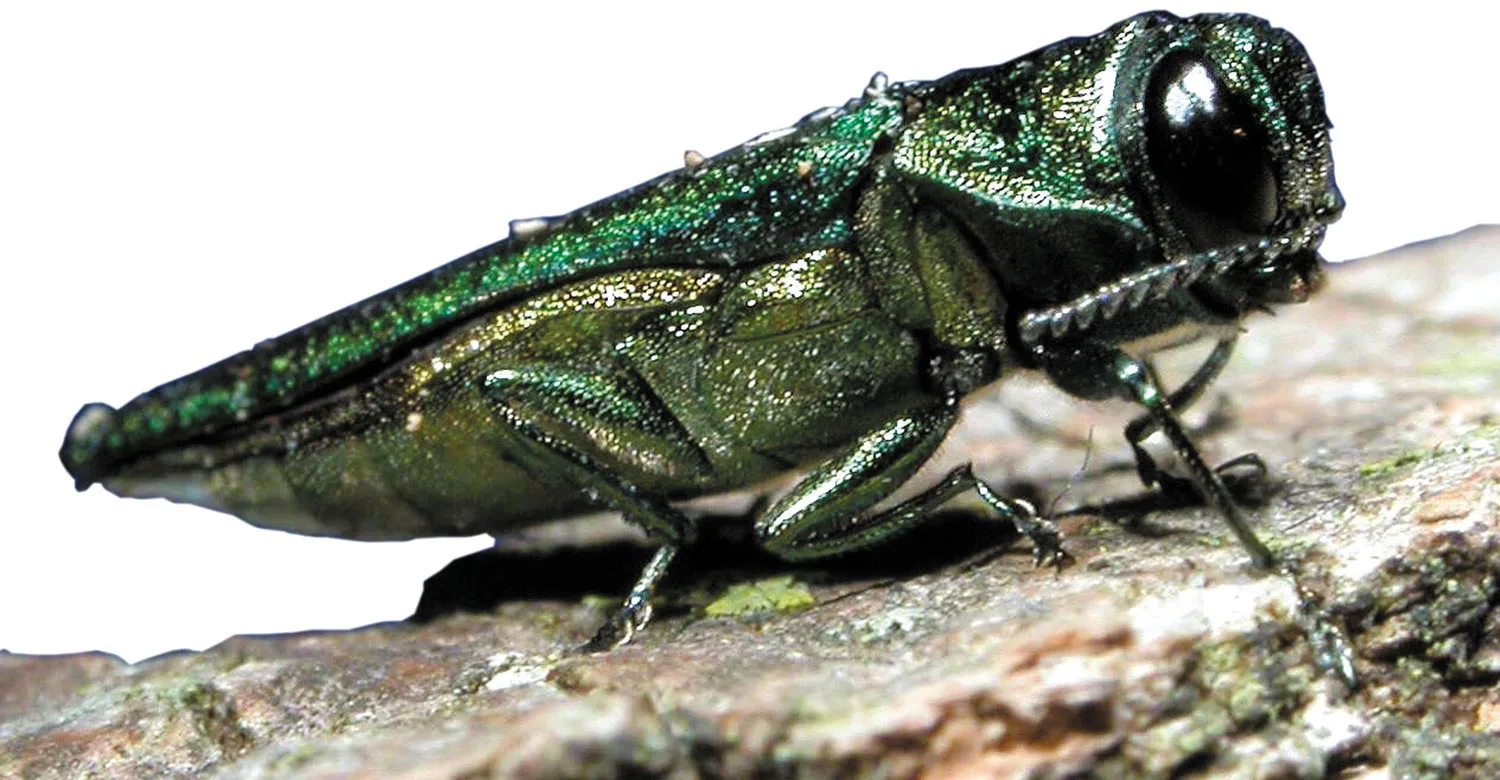 Chinese Ash Borer Poses Threat to  Forests in Erie, Niagara Counties