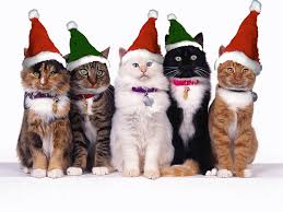 xcats