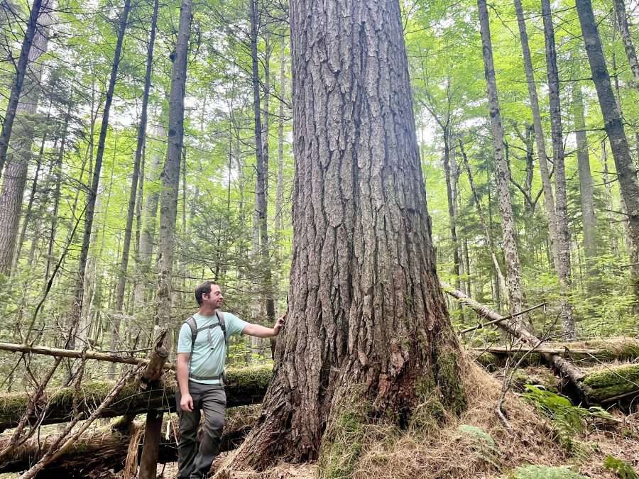 WNY Land Conservancy Staffer ID’s Record White Pine Tree