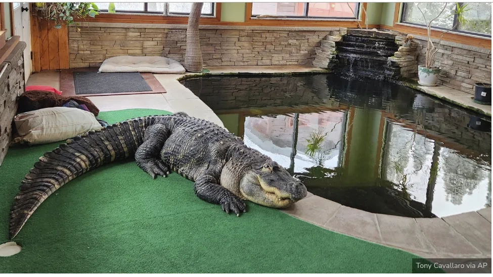 No Pool Party: NY Officials Take Man’s Pet Alligator by Force