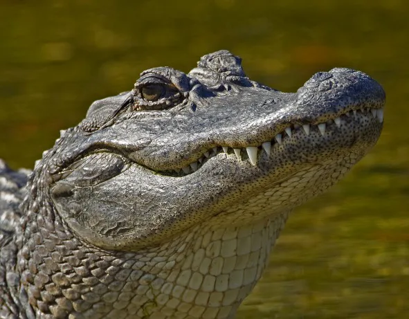 guy gator