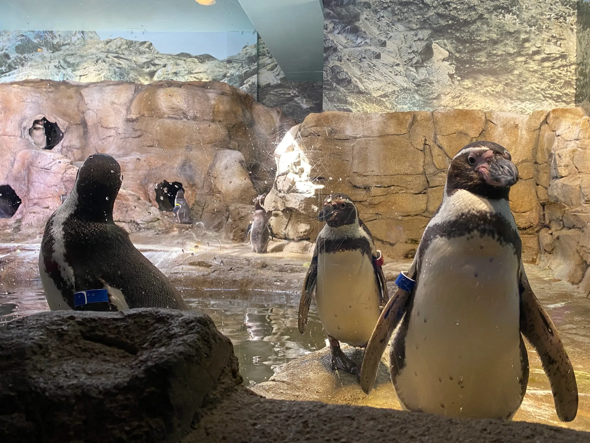 Aquarium of Niagara to Offer Virtual Educational Programming