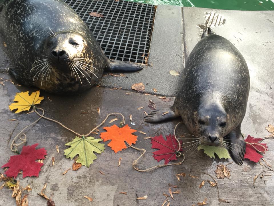 Aquarium of Niagara to Resume Fall Hours, COVID-19 Modified Programming