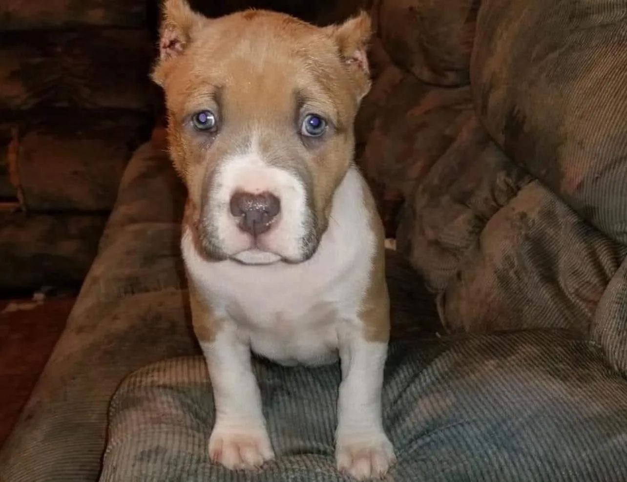 Puppy Stolen During Burglary Sought by Niagara Falls Police