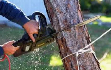 Mayor Dodges Issue of Tree-Removal Work That Benefitted His Property and Neighbor’s