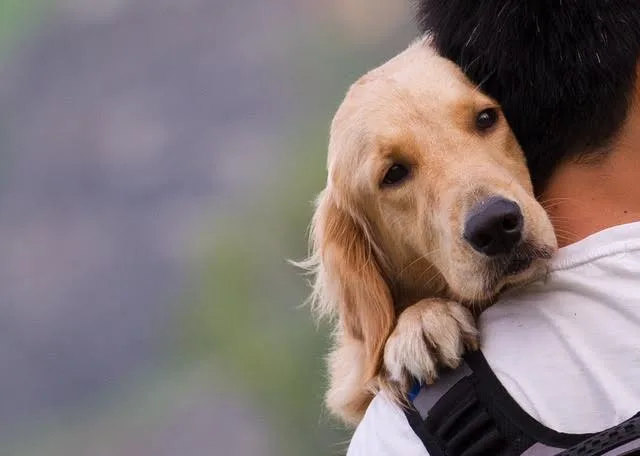 Owner Still Grieves Over Ordeal in Dog’s Dying Days