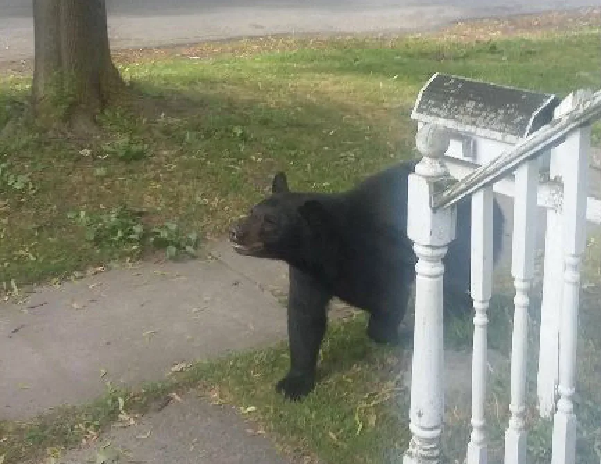 UPDATE: Conflicting Stories of Whether Bear in NT Tranquilized or Chased Into Woods