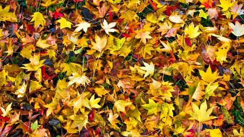 Leaf Pick-Up Schedule Released for the City of Niagara Falls