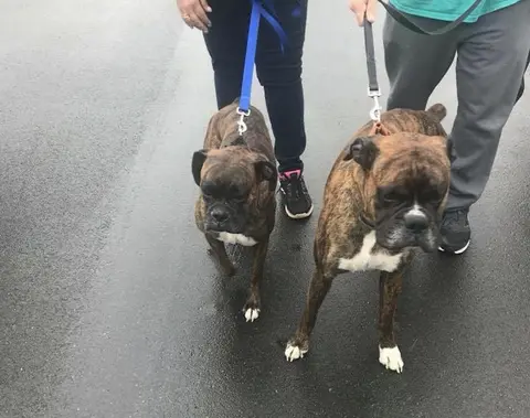 THE ACTION: Niagara County SPCA Looking for Owners of Two Boxers Found at Lazy Lakes Campground