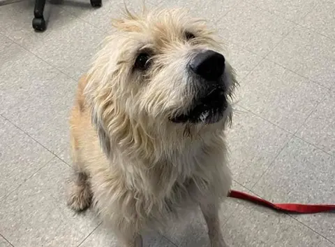 Meet Madeline! 5-Year-Old Labrador Poodle Mix at Niagara County SPCA Looking for Furever Home