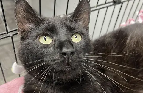Feline Leukemia Cats in Need of Loving Homes