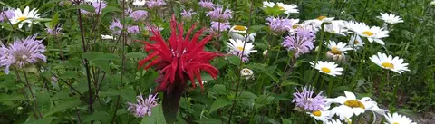 DEC, Reinstein native plant sales now on – Order soon to support your local pollinators
