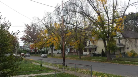 The End of our beautiful Ash Trees?