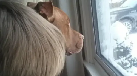National Attention to Buffalo Police Shooting Dogs