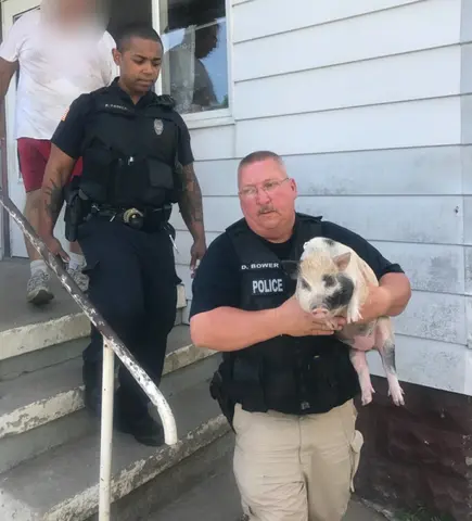 THE ACTION: Police & Animal Control Remove Livestock from House in Niagara Falls