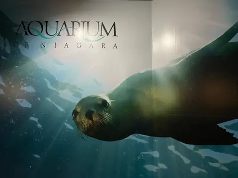 Aquarium of Niagara, a Must See Attraction, Continues to Upgrade Despite Pandemic
