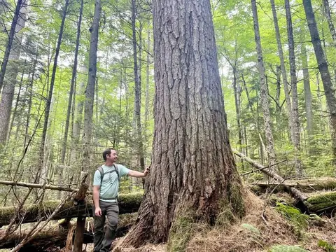 WNY Land Conservancy Staffer ID’s Record White Pine Tree