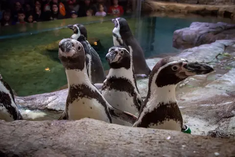 Aquarium of Niagara Hosting Virtual Penguin Painting Enrichment Sessions