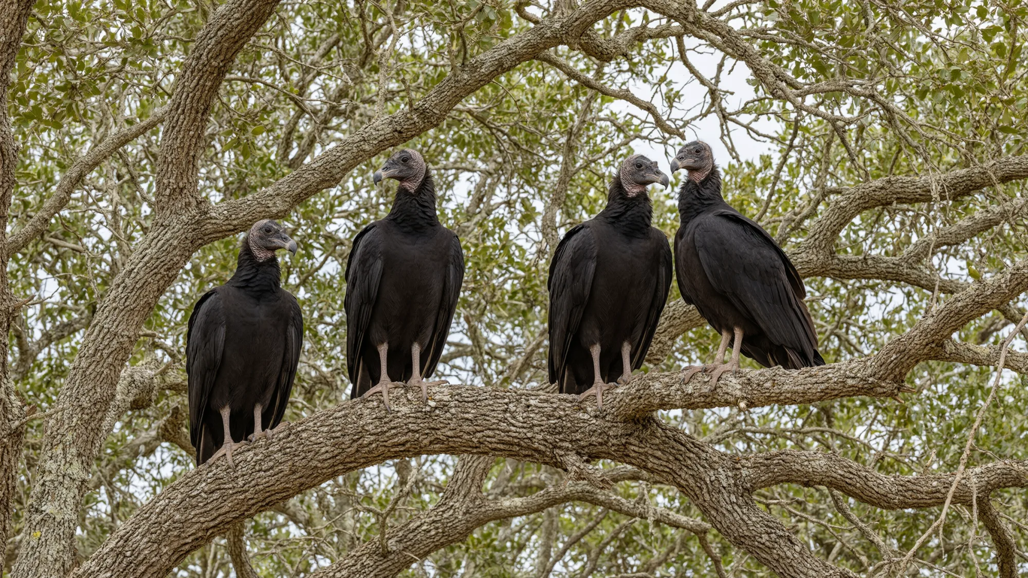vulture 