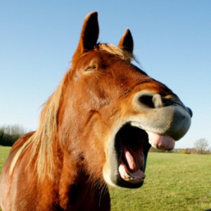 the-world_s-top-10-best-images-of-laughing-horses-9