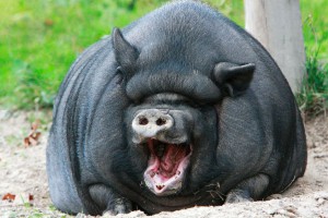laughing-animals