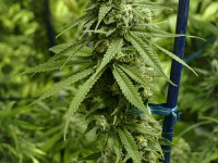 Long Marijuana Bud on Tall Cannabis Plant at Indoor Farm