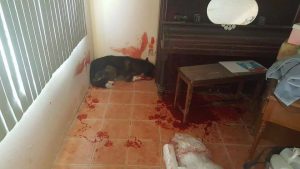 When a dog is shot, there is no apology. the mess is left for the owner to clean up. Even if the owner has never sold drugs or doesn't even use drugs...