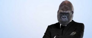gorilla-reduced-832x350