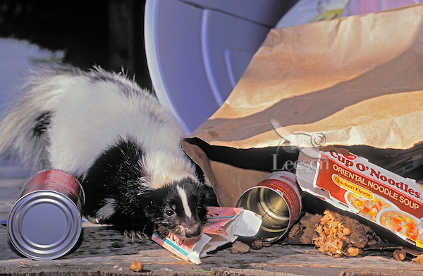 A skunk enjoys a meal from a garbage can. Skunks are experiencing a population explosion here in Niagara Falls.