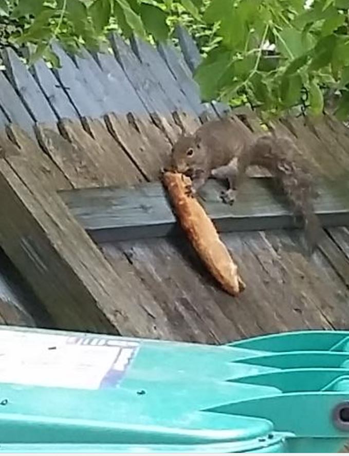 Introducing… Pizza Squirrel!