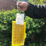 USDA Surveyors Are Placing Traps in Niagara County for European Cherry Fruit Fly