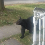 UPDATE: Conflicting Stories of Whether Bear in NT Tranquilized or Chased Into Woods