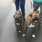 THE ACTION: Niagara County SPCA Looking for Owners of Two Boxers Found at Lazy Lakes Campground