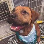 Niagara SPCA Raising Funds for Surgery for Lucy the Shelter Dog