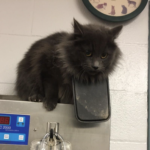 Pictured is a feral cat who was humanely trapped and brought to the SPCA to receive emergency care after finding itself with a Tupperware lid wrapped around its neck in 2017. The lid was removed, he received medical care and was then returned.