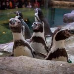 Aquarium of Niagara Hosting Virtual Penguin Painting Enrichment Sessions
