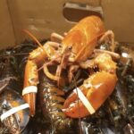 Aquarium of Niagara to Adopt Uncommon Lobster Found in Seafood Shipment at Tops Markets