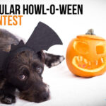 Spooktacular ‘Howl-O-Ween’ Photo Contest to Benefit Niagara County SPCA