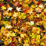 Leaf Pick-Up Schedule Released for the City of Niagara Falls