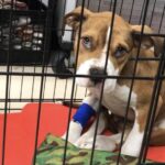 Niagara County SPCA Rescues Abused Puppy